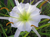 Spider Lily