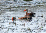 Black-bellied Whistling Ducks