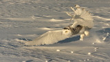snowy owl --harfang des neiges