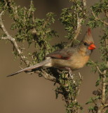 northern cardinal--cardinal rouge