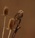 song sparrow-- bruant chanteur