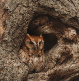  eastern screech-owl--petit-duc macule