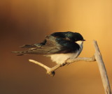 tree swallow -- hirondelle bicolore