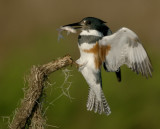 belted kingfisher -- martin-pecheur damerique