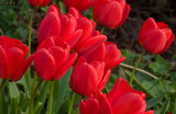 Tulips in the garden April 2009