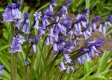 Bluebells In the garden April 2009