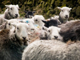 Sheep running towards the car