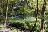 Bluebells in the Fairy Glen