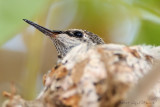 hummer in the nest