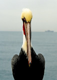 Pelican on the Pier #4