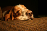 Frank SnoozingLoRes.jpg