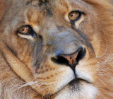 Lion.jpg