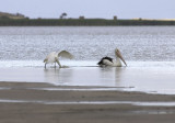 Lake Albert