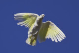 Sulphur Crested Cockatoo