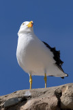 Pacific Gull
