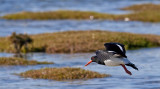 Oyster Catcher