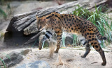 Leptailurus Serval