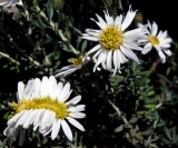 Daisy Chain.jpg