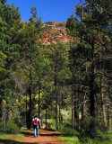 Saint Marys Peak Track.jpg