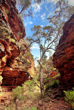 Alligator Gorge14.jpg