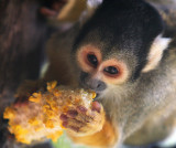 Sweetcorn Simian
