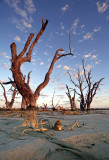 Banks of Lake Bonney.