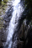 Manoa_Falls_021.jpg