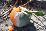 Nerja09_187.JPG