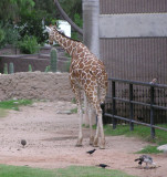 Reid Park Zoo