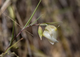 Fairy Lanterns (Calochortus albus)