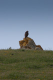 Red-tailed Hawk on his rock