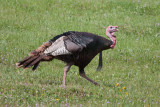 Wild Turkey