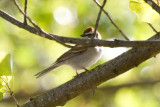 Chipping Sparrow