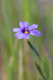 Blue-eyed Grass (Sisyrinchium bellum)