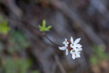 Woodland Star (Lithophragma)