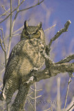 Grand Duc d'Amérique - Great Horned Owl 