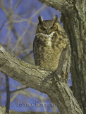 Grand Duc d'Amérique - Great Horned Owl