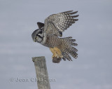 Chouette perviere ( Northern Hawk