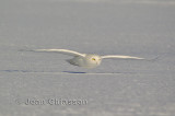 Harfang des Neiges (Snowy Owl  3 of  4