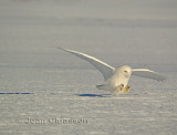 Harfang des Neiges (Snowy Owl