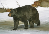 L'ours noir - The Black Bear