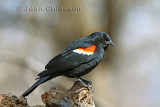 Carouge  paulettes ( Red - winged Blackbird )