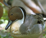 Canard Pilet ( Northern Pintail )