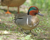 Sarcelle D'hiver ( Green - winged Teal )