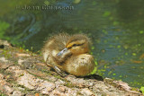 Colvert   ( juv )  Mallard  ( juv )