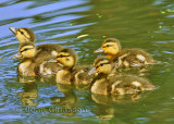 Colvert   ( juv )  Mallard  ( juv )