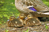 Colvert - Mallard