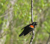 Carouge  paulettes ( Red - winged Blackbird )