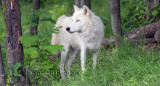 Loup Arctique Arctic Wolves