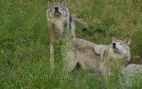 Loup Gris Timberwolf